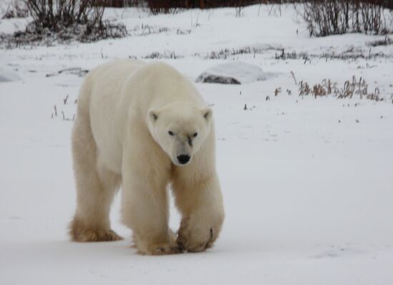 Eisbär läuft durch verschneite Landschaft und sieht sehr dünn aus