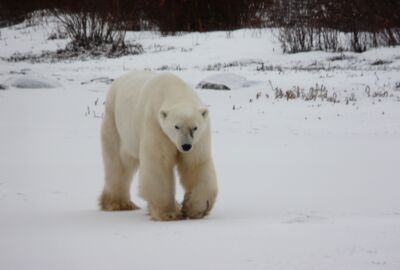 Eisbär läuft durch verschneite Landschaft und sieht sehr dünn aus