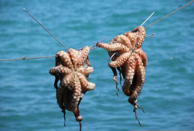 Zwei tote Oktopusse hängen an einem Seil