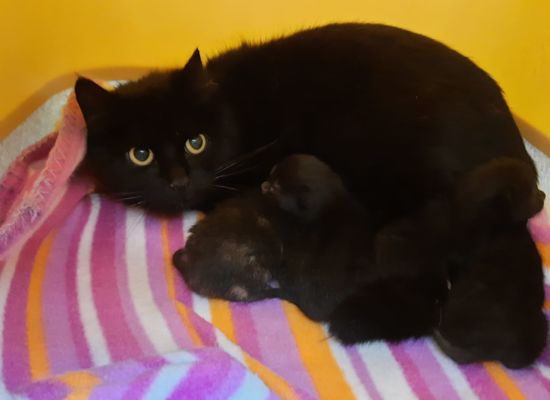 Katzenmama Abeni mit ihren Kitten