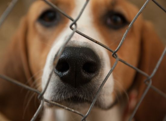 Beagle hinter einem Zaun