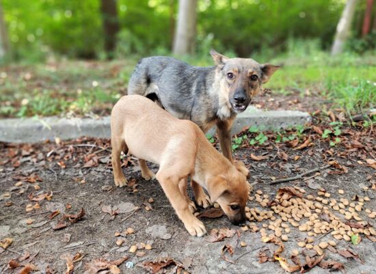 Zwei Straßenhunde in Odessa