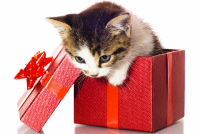 Katzenbaby sitzt in einer roten, kleinen Geschenkbox und schaut heraus