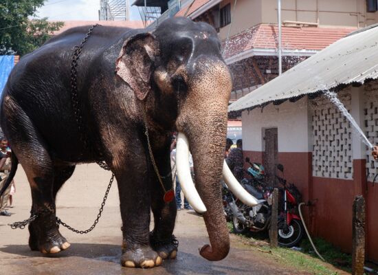 Angeketteter Elefant steht in einer Straße mit Menschen und wird mit Wasser bespritzt