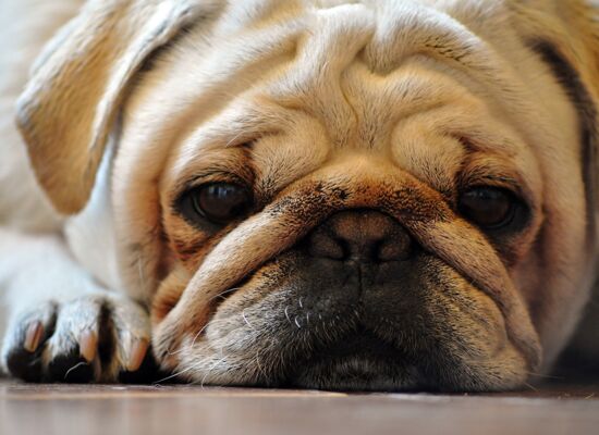 Mops Gesicht