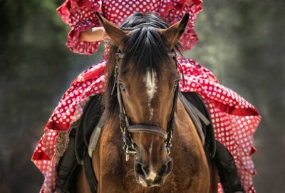Nahaufnahme eines Pferds, auf dessen Rücken eine Frau im Kostüm sitzt
