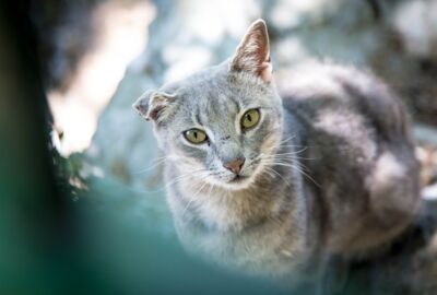 Straßenkatze mit verletztem Ohr