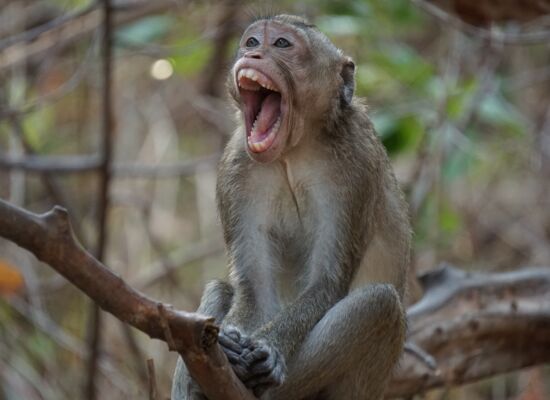 Affe auf Ast lacht