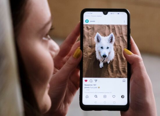 Das Handy einer Frau zeigt einen Hund auf Instagram