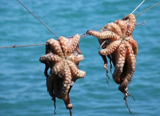 Zwei tote Oktopusse hängen an einem Seil