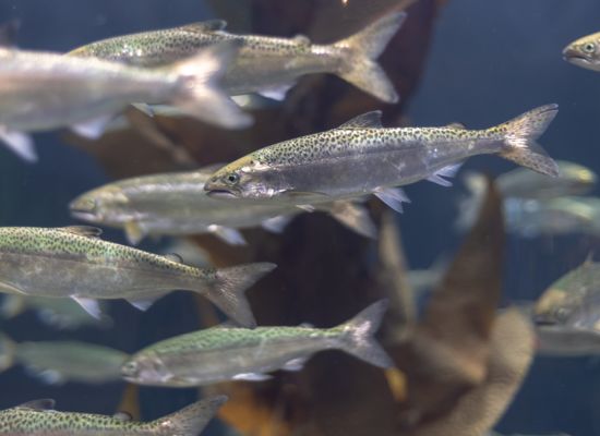 Junge Lachse im Aquarium