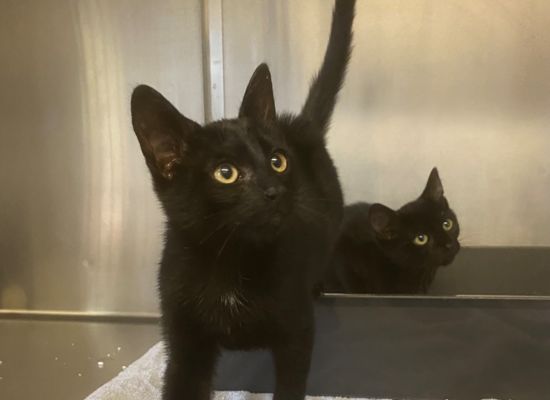 Zwei schwarze Kätzchen