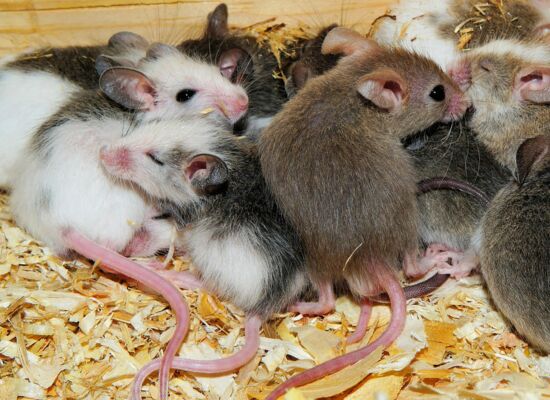 Zu viele Mäuse befinden sich in einer kleinen Holzkiste
